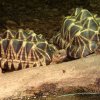 Zoo Wrocław