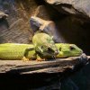 Zoo Wrocław