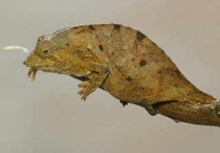 Rhampholeon uluguruensis