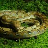 Python reticulatus - Dwarf