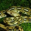 Python reticulatus - Tiger Dwarf