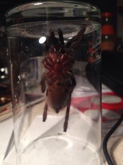B.vagans B.vagans