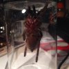 B.vagans