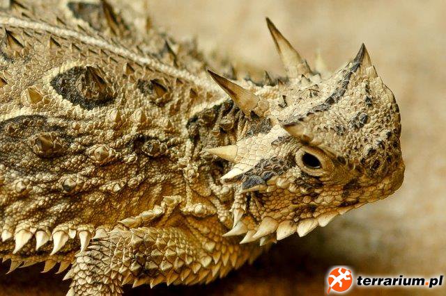 Phrynosoma cornutum