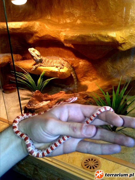Vipera