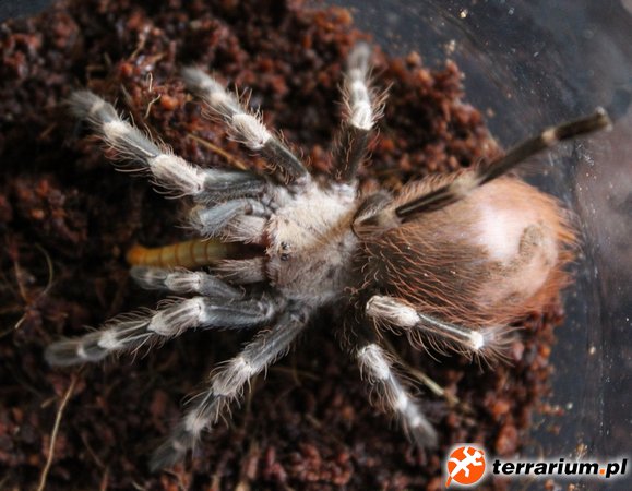 Nhandu chromatus