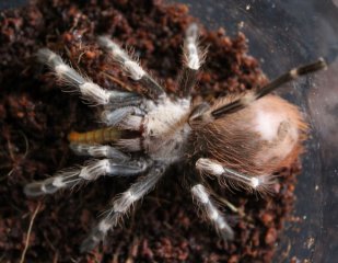 Nhandu chromatus