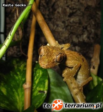 Uroplatus guentheri
