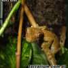 Uroplatus guentheri