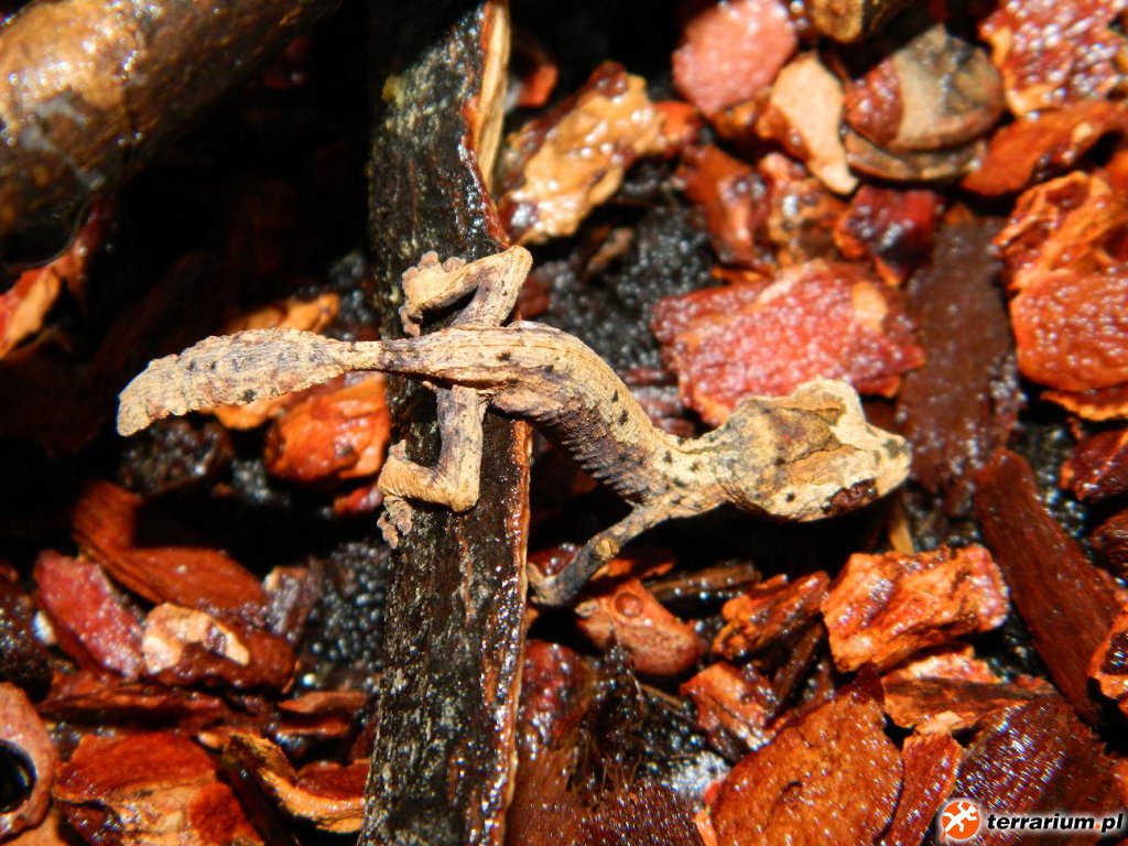 Uroplatus guentheri CB 2015