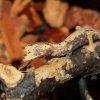 Uroplatus guentheri CB 2015