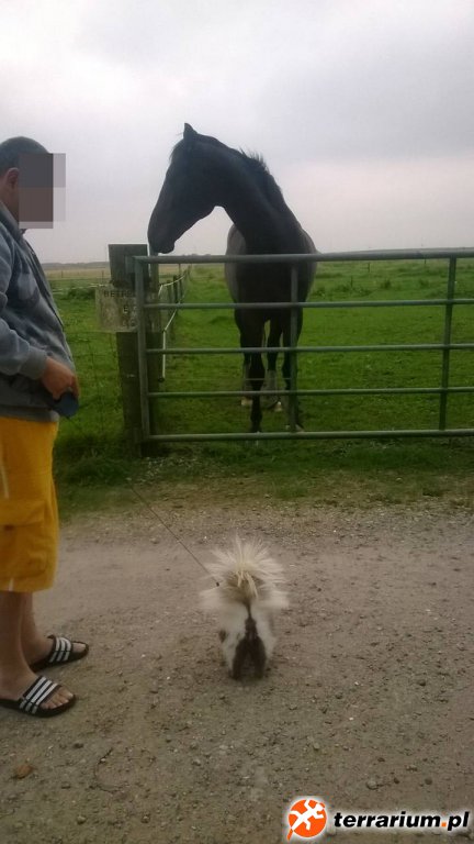 straszę konia :)