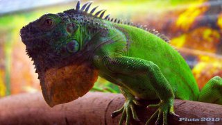 LEGWAN 3 2702 2015 LEGWAN 3 2702 2015