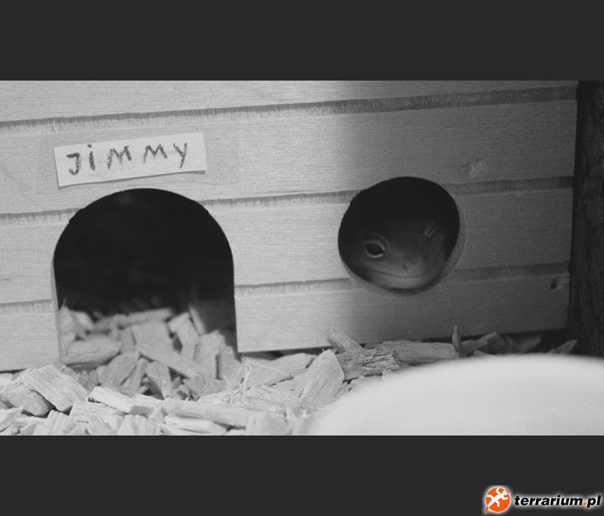 Jimmy