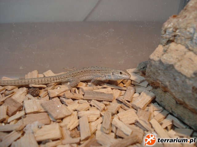 p.siculus4