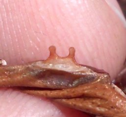 P. sp. platyomma spermateka P. sp. platyomma spermateka