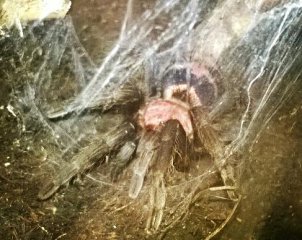 Cyclosternum fasciatum