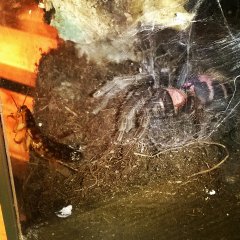 Cyclosternum fasciatum