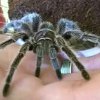 Grammostola porteri