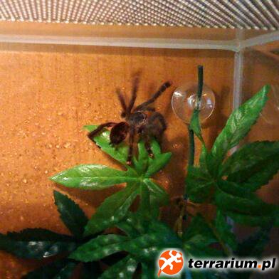 Avicularia Avicularia