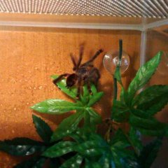 Avicularia Avicularia Avicularia Avicularia