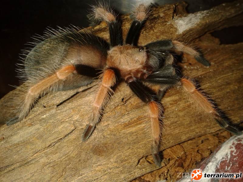 Moja Brachypelma Boehmei