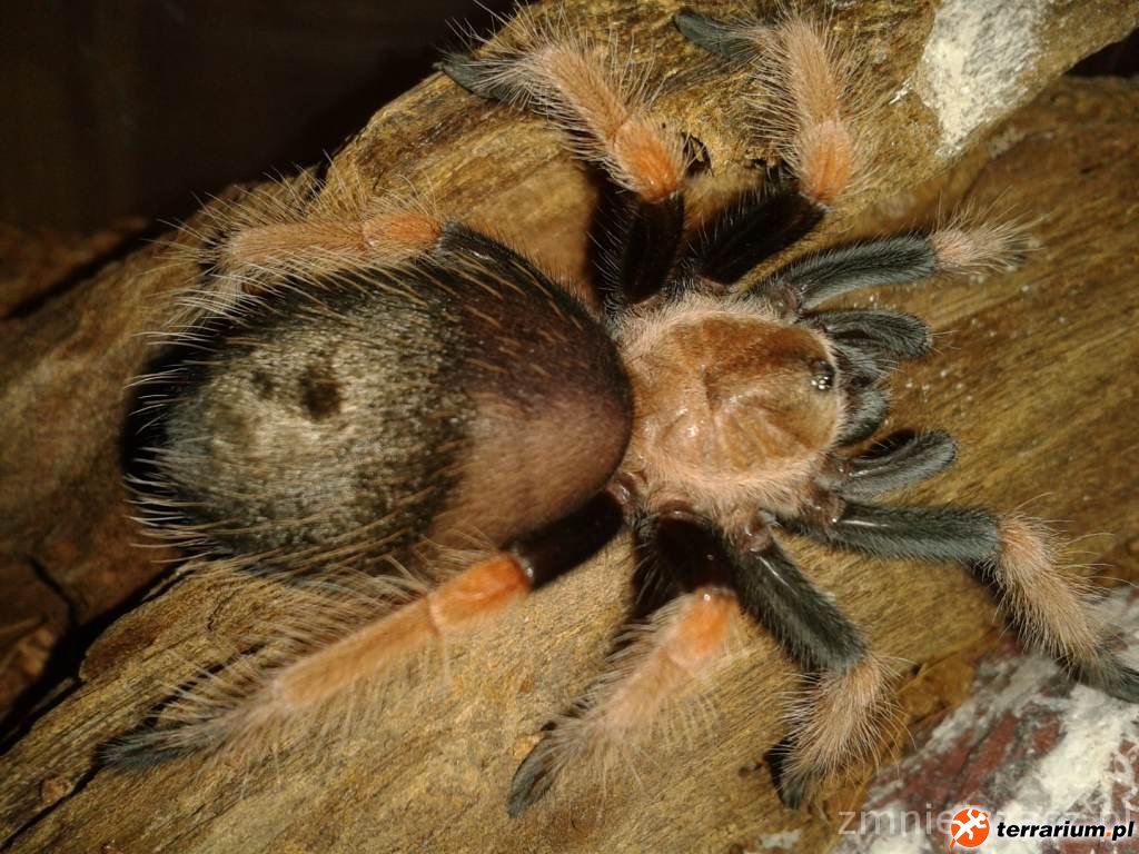 Moja Brachypelma Boehmei2