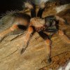 Moja Brachypelma Boehmei