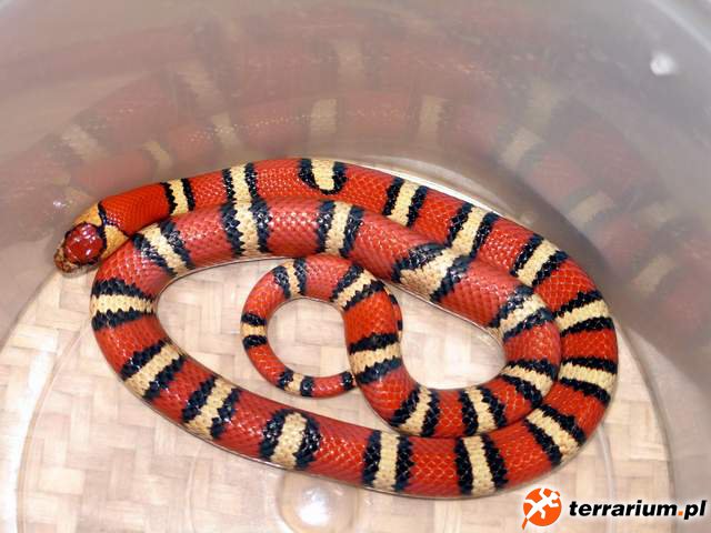 thayeriorange7cr