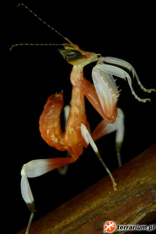 HYMENOPUS CORONATUS L2