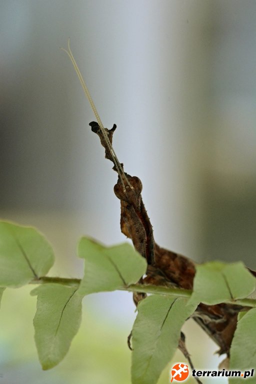 PHYLLOCRANIA PARADOXA