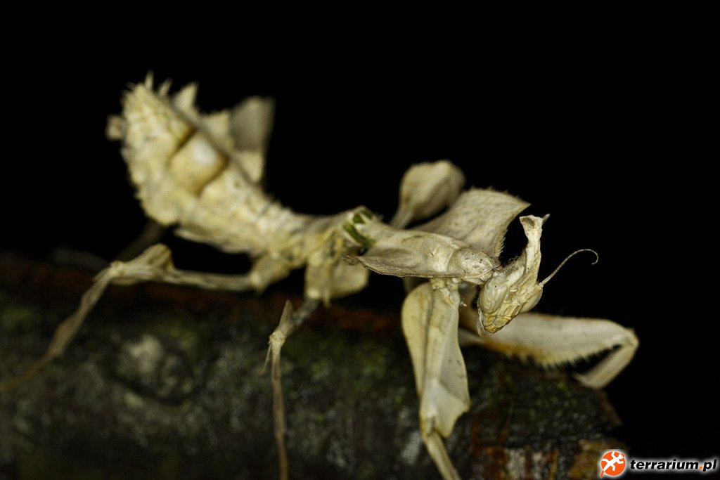 IDOLOMANTIS DIABOLICA