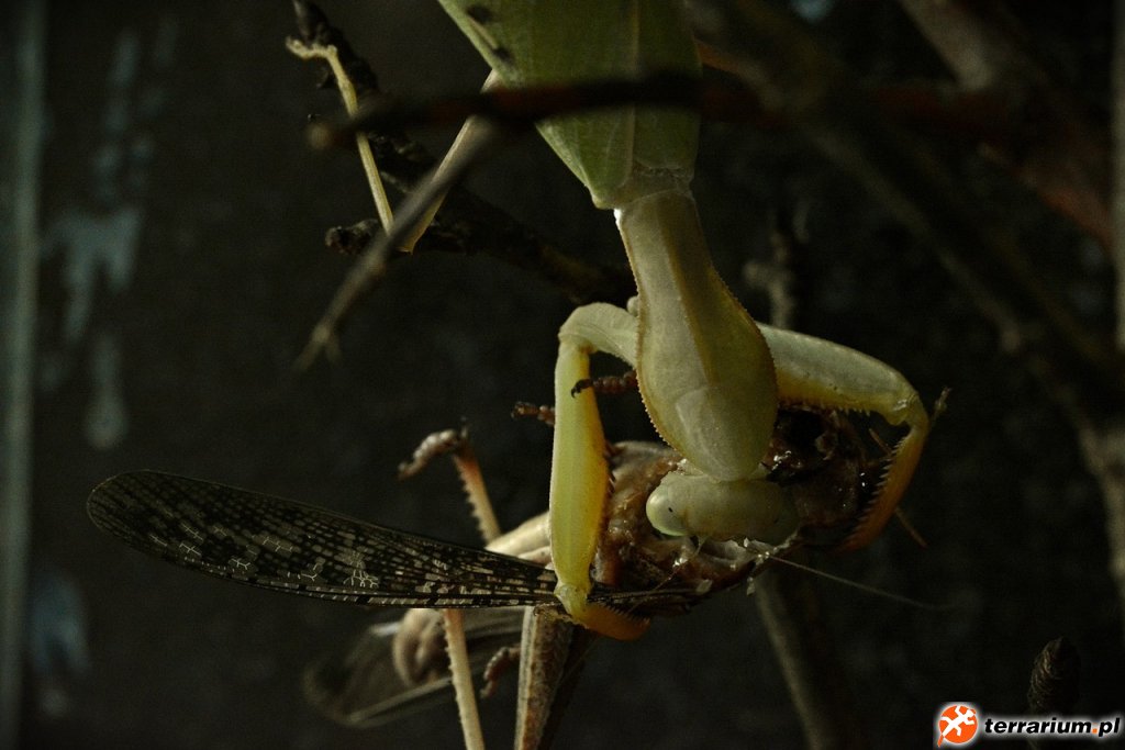 Sphodromantis gastrica - posiłek