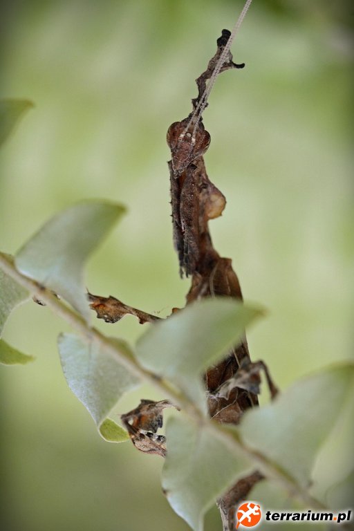 PHYLLOCRANIA PARADOXA
