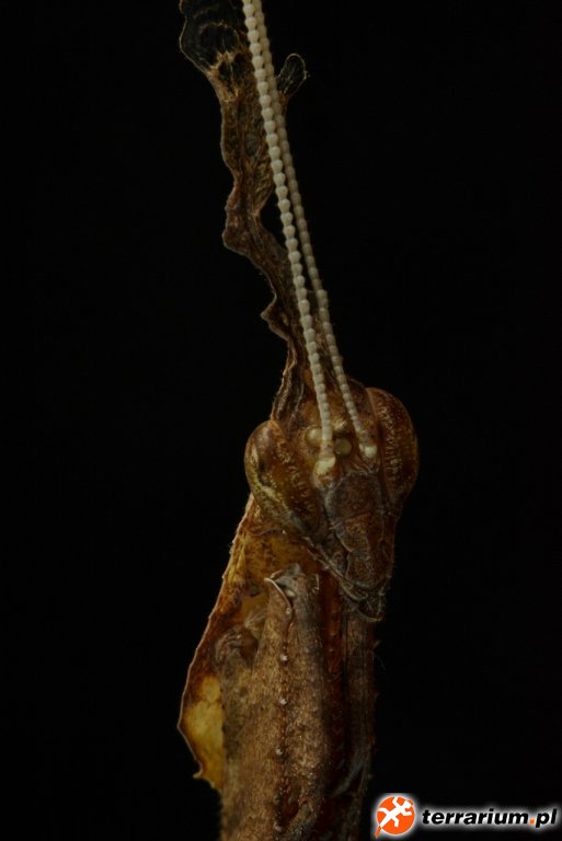 PHYLLOCRANIA PARADOXA
