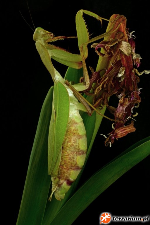 Sphodromantis gastrica