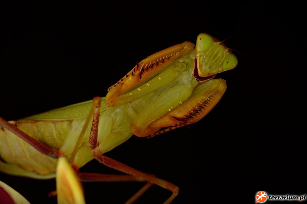 Sphodromantis gastrica