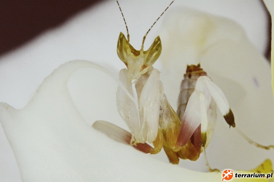 HYMENOPUS CORONATUS L2