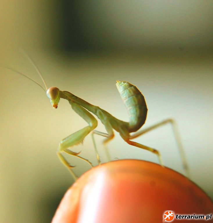 Sphodromantis viridis