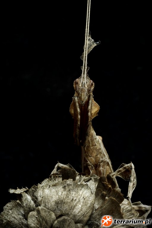 PHYLLOCRANIA PARADOXA