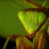 Sphodromantis gastrica