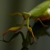 Sphodromantis gastrica