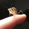 Sphodromantis gastrica ( Modliszka gwinejska )