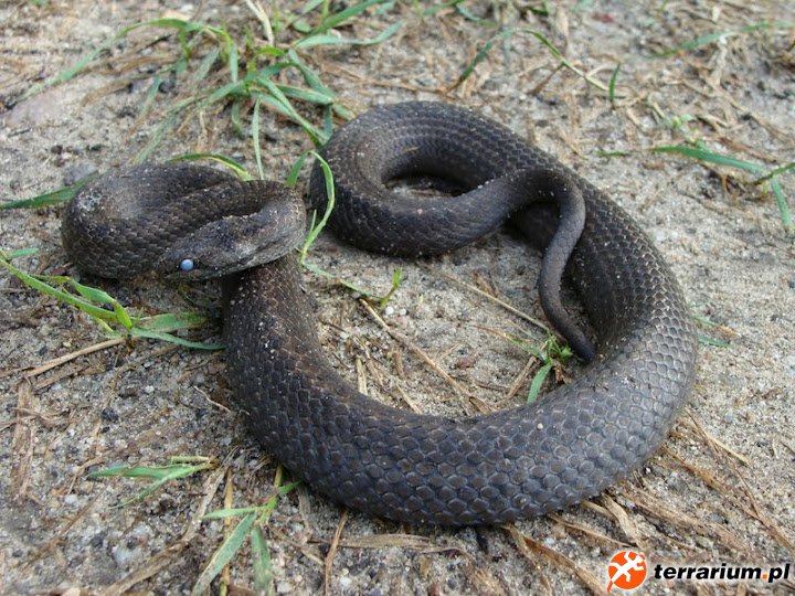 Gniewosz plamisty - Coronella austriaca