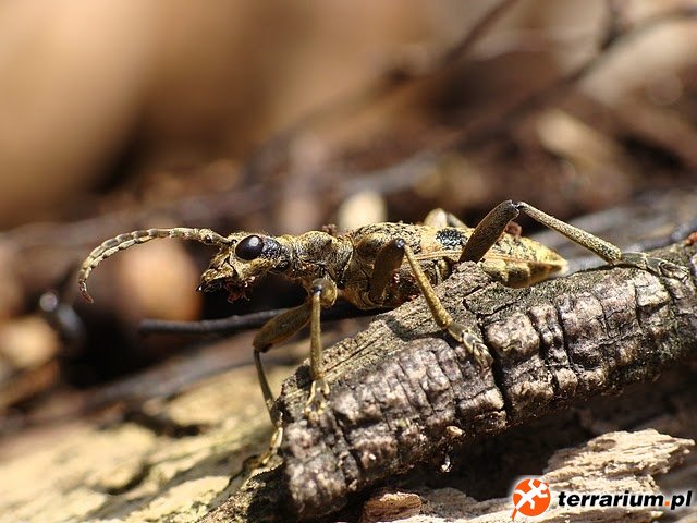 Rhagium mordax