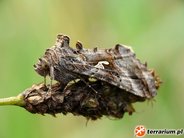 Autographa gamma