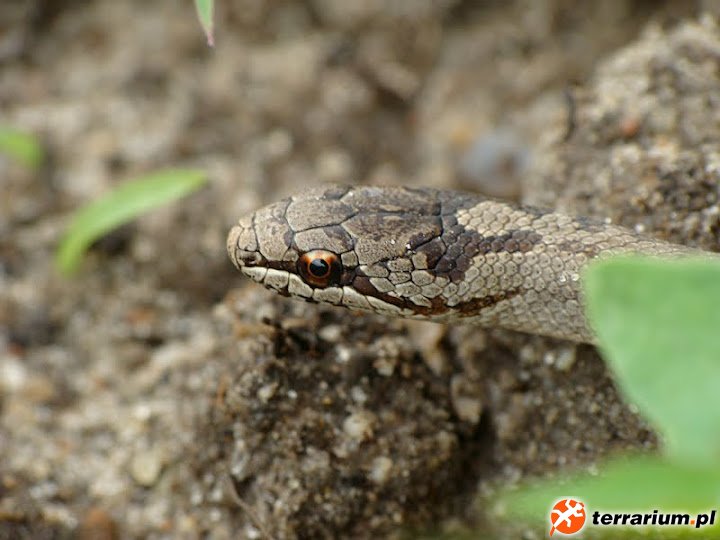 Gniewosz plamisty - Coronella austriaca