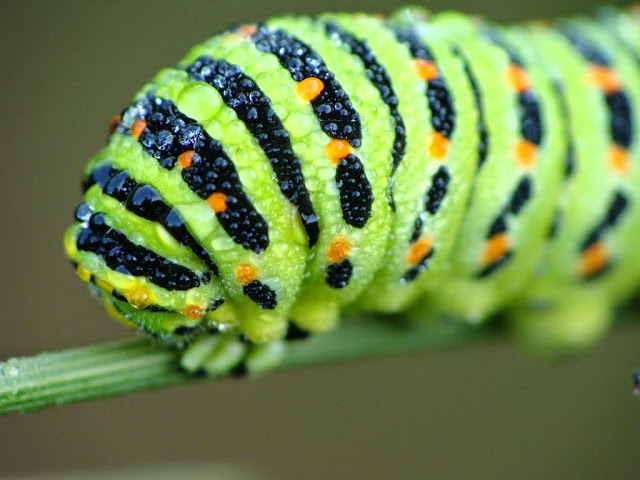 Papilio machaon