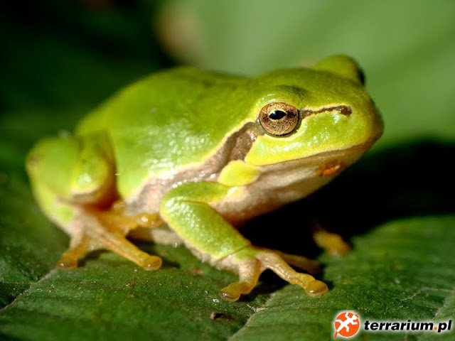 Hyla arborea