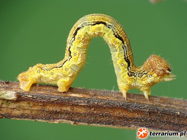 Erannis defoliaria